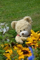 Calvin im Blumenmeer